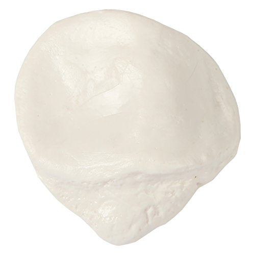 Axis Scientific Patella Bone Model, Left