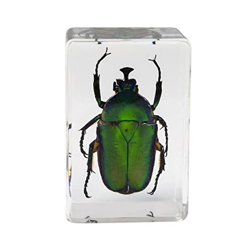 Celestron Real 3D Wasp, Ant, Chafer & Beetle Resin Specimen Set - size: CELESTRON 3D Bug Specimen KIT #5