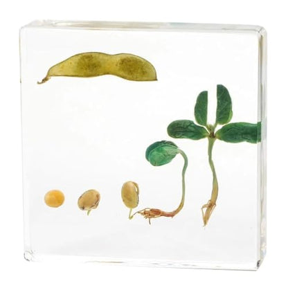 Real Bean Plant Life Cycle Specimen in Resin, Lifecycle of Bean Germination - size: Lifecycle Bean