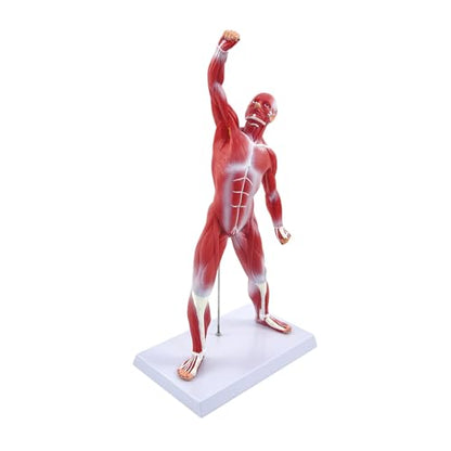 qzzXoq Human Muscle Anatomy Model, 20in Mini Muscular Anatomical Model Full Color Body Muscles System Models Human Anatomy Figure for Medical Education and Training