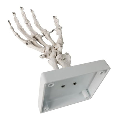 Human Hand Anatomical Skeleton Model with Articulated Joints