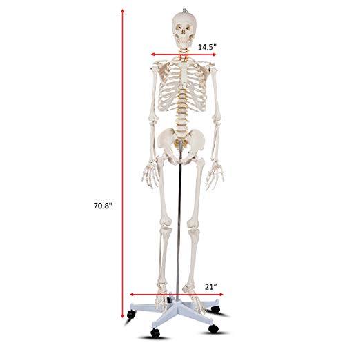 GIANTEX 70.8" Life Size Skeleton Model, with Roller Stand, 2 Casters with Brake, Removable Parts, Anatomical Poster and Dust Cover, Human Skeleton Model for Anatomy