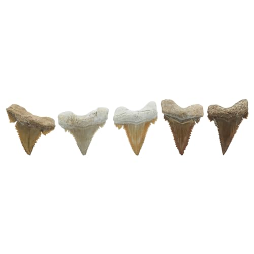 Starborn Rare Collector's Fossils - style: Small Tooth
