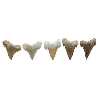 Starborn Rare Collector's Fossils - style: Small Tooth
