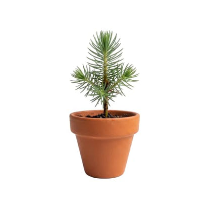 BUZZY Seeds Spruce Tree Grow Kit 12-Pack, Terracotta Pots, Bonsai Trees - color: Terracotta