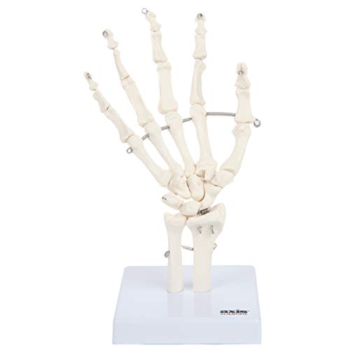 Axis Scientific Hand Skeleton Including Ulna and Radius - Left, Scientific Anatomy Model, Hand Anatomy Real Bones Set, Educational Model, Demonstration Skill, Human Anatomy System Miniature
