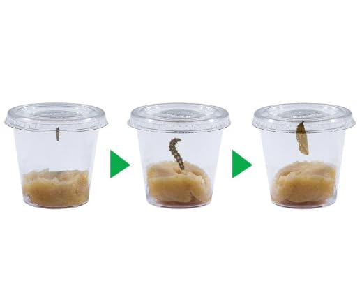 Insect Lore Butterfly Pavilion School Kit with 33 Live Caterpillars - 2ft Tall Habitat, STEM Activity Journal, Cups & Tools Included - Immersive Classroom Life Cycle Learning - style: School Kit 33