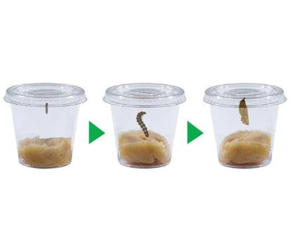 Insect Lore Butterfly Pavilion School Kit with 33 Live Caterpillars - 2ft Tall Habitat, STEM Activity Journal, Cups & Tools Included - Immersive Classroom Life Cycle Learning - style: School Kit 33