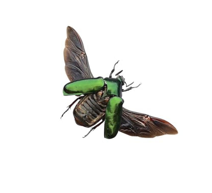 Real Green Rhomborhina Scarab Beetle Specimen Unmounted for Pinning BO-65 - color: 1 Beetle #65
