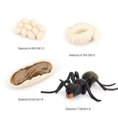 Ant Growth Cycle, Animal Growth Cycle Biological Model Toy Growth Stage Lifelike Ant Life Cycle Model Toy Set for Kids Education Insect Themed Party Favors - style: Ant