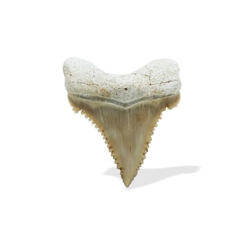Starborn Rare Collector's Fossils - style: Medium Tooth