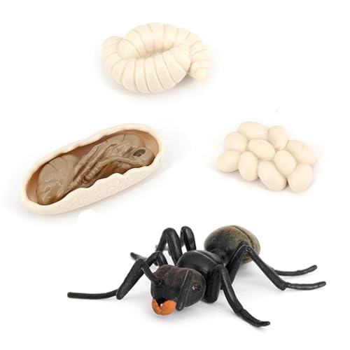 Ant Growth Cycle, Animal Growth Cycle Biological Model Toy Growth Stage Lifelike Ant Life Cycle Model Toy Set for Kids Education Insect Themed Party Favors - style: Ant