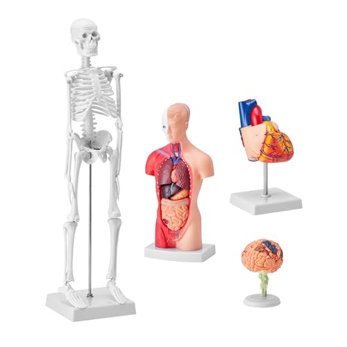 VEVOR Human Anatomy Model Bundle Set - Human Skeleton, Brain, Human Torso Body, Heart - Set of 4, Detachable Hands-on 3D Model Physiology Teaching Tools for Study and Display, with Manual - size: Short Size