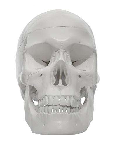 hBARSCI Human Skull Model - Medical Quality - 3 Parts with Removable Calvaria & Articulated Mandible - Anatomy Skull, Plastic Skull Replica, Life Size Skull