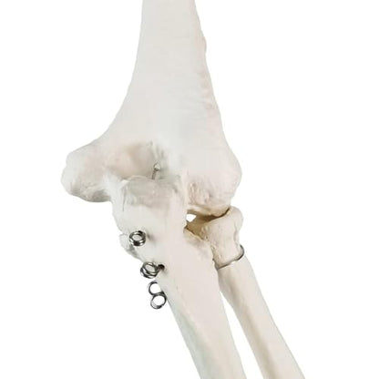 EVOTECH SCIENTIFIC Human Upper Limb Skeleton Anatomical Model, Life Size