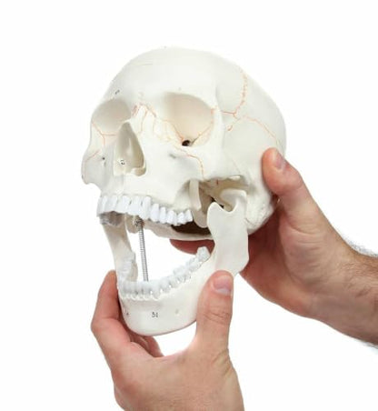 Wellden Medical Anatomical Human Skull Model, 3-Part, Numbered, Life Size