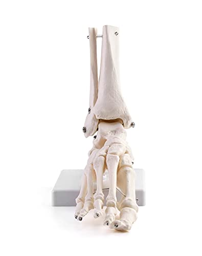 QWORK Human Foot Skeleton Model, Life Size Anatomy Foot and Ankle Model, Right, Fully Articulated, for Education Study & Science Classroom