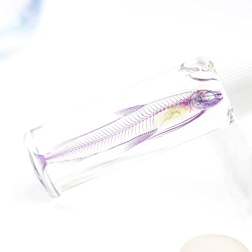 Diaphonized/Transparent Specimen, Deep sea Fish of West Pacific, Codlet - style: Deep sea Fish, Codlet Fish