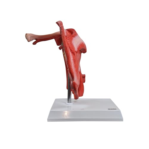 Axis Scientific Life-Size Muscled Shoulder Joint Model