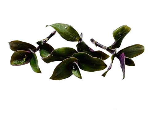 No Root Plant cuttings from USKC (3pc Tradescantia blossfeldiana red Hill no Root cuttings) - color: 3pc tradescantia blossfeldiana red hill no root cuttings
