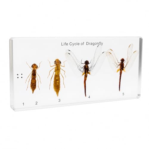 Life Cycle of Common Insect Specimen, Resin Collection Science Toys for Kids Aged 3-12 (Dragonfly) - color: Dragonfly