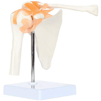 Axis Scientific Human Shoulder Joint Model with Functional Ligaments