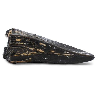 Safari Ltd. Dino Dexter T-Rex Tooth Excavation Kit - Realistic Dinosaur Dig Toy for Boys, Girls, and Kids 6+