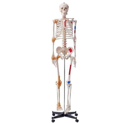 VEVOR Human Skeleton Model for Anatomy, 71.65" Life Size, Accurate PVC Anatomy Skeleton Model with Ligaments, Movable Arms, Legs & Jaw, with Muscle Origin & Insertion Points, for Professional Teaching - size: Life Size
