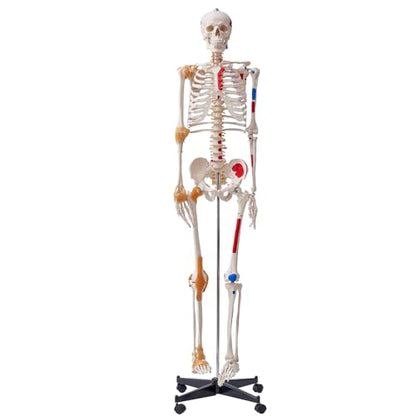 VEVOR Human Skeleton Model for Anatomy, 71.65" Life Size, Accurate PVC Anatomy Skeleton Model with Ligaments, Movable Arms, Legs & Jaw, with Muscle Origin & Insertion Points, for Professional Teaching - size: Life Size