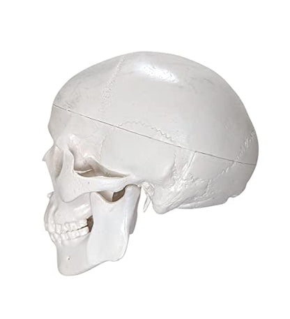 Axis Scientific Disarticulated Miniature Human Skeleton for Anatomy Study
