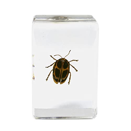 Celestron Real 3D Scorpion, Cicada, Orb-Weaver & Beetle Resin Specimen Set - size: CELESTRON 3D Bug Specimen KIT #4