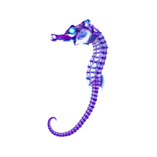 DIY Transparent Seahorse Specimen Kit - Educational, Ocean Animal, Diaphonized
