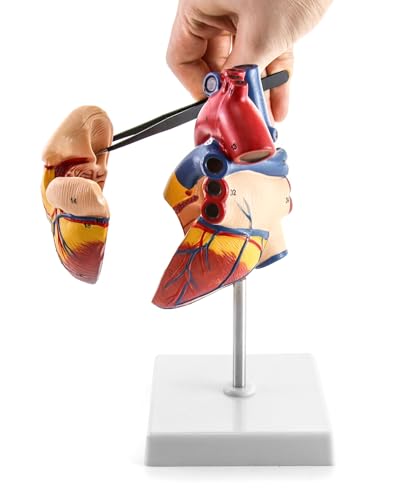 QWORK Human Heart Model, 2 Pack Anatomically Accurate Numbered 2-Part Life Size Heart Model with 34 Anatomical Structures, Held Together with Magnets on Base