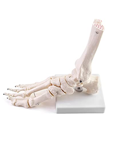 QWORK Human Foot Skeleton Model, Life Size Anatomy Foot and Ankle Model, Right, Fully Articulated, for Education Study & Science Classroom