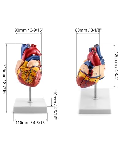 QWORK Human Heart Model, 2 Pack Anatomically Accurate Numbered 2-Part Life Size Heart Model with 34 Anatomical Structures, Held Together with Magnets on Base