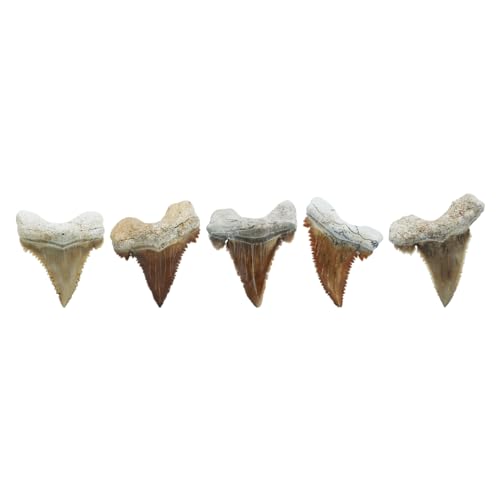 Starborn Rare Collector's Fossils - style: Medium Tooth