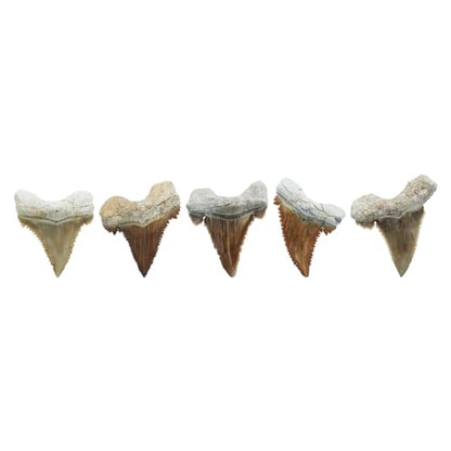 Starborn Rare Collector's Fossils - style: Medium Tooth