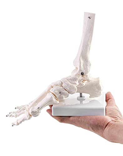 QWORK Human Foot Skeleton Model, Life Size Anatomy Foot and Ankle Model, Right, Fully Articulated, for Education Study & Science Classroom