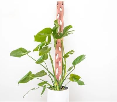 Treleaf Zella Regular Extension Kit (2 Extensions) - Wooden Extendable Plant Trellis for Indoor Climbing Houseplants - Modular Plant Support - size: Regular Extension Kit