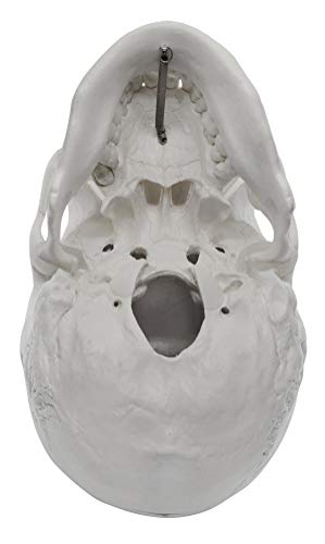 hBARSCI Human Skull Model - Medical Quality - 3 Parts with Removable Calvaria & Articulated Mandible - Anatomy Skull, Plastic Skull Replica, Life Size Skull