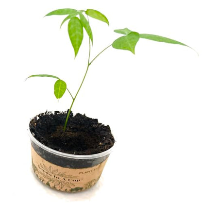 Seeds in A Cup - Plant Growing Kit (Broccoli) Made in USA - style: BROCCOLI