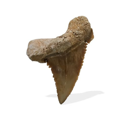 Starborn Rare Collector's Fossils - style: Large Tooth
