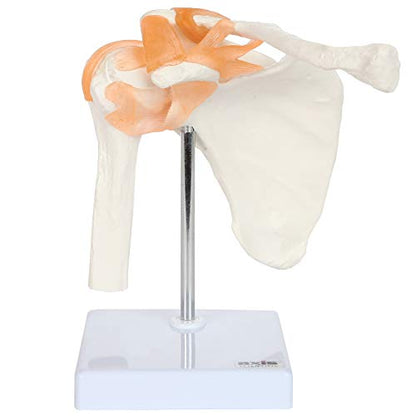 Axis Scientific Human Shoulder Joint Model with Functional Ligaments