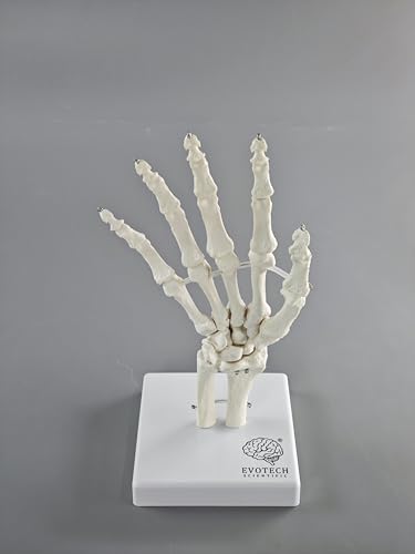 Human Hand Anatomical Skeleton Model with Articulated Joints