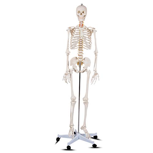 GIANTEX 70.8" Life Size Skeleton Model, with Roller Stand, 2 Casters with Brake, Removable Parts, Anatomical Poster and Dust Cover, Human Skeleton Model for Anatomy