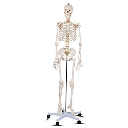 GIANTEX 70.8" Life Size Skeleton Model, with Roller Stand, 2 Casters with Brake, Removable Parts, Anatomical Poster and Dust Cover, Human Skeleton Model for Anatomy