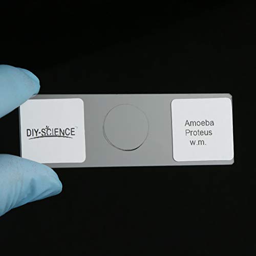 Prepared Microscope Slides Set for Apologia Biology, Pack of 16pcs Specimens Specifically for Biology Course (Apologia Slides) - style: for Apologia Biology Microscope Slides