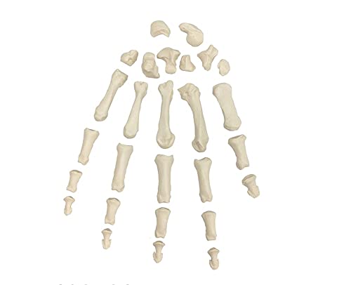 Wellden Medical Full Disarticulated Skeleton, Human Anatomical, Life-Size, 170cm