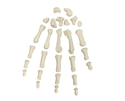 Wellden Medical Full Disarticulated Skeleton, Human Anatomical, Life-Size, 170cm