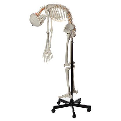 Axis Scientific Flexible Life-Size Human Skeleton, 5'6"